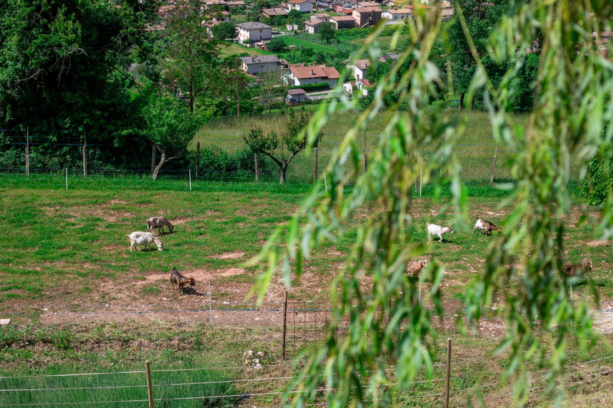 Agriturismo Riva Dei Coz Sequsino Exteriör bild